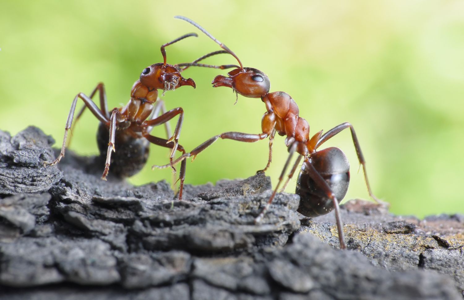 pieluchomajtki dla dorosłych do chodzenia