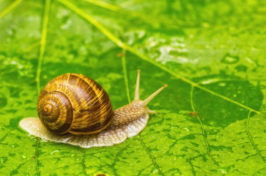 ile kosztuja pieluchomajtki dada w biedronce